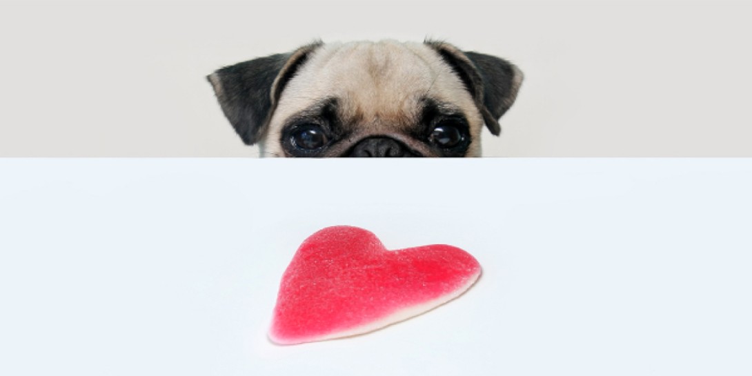 Hvordan kommer vi i kontakt med professionelle idoler?